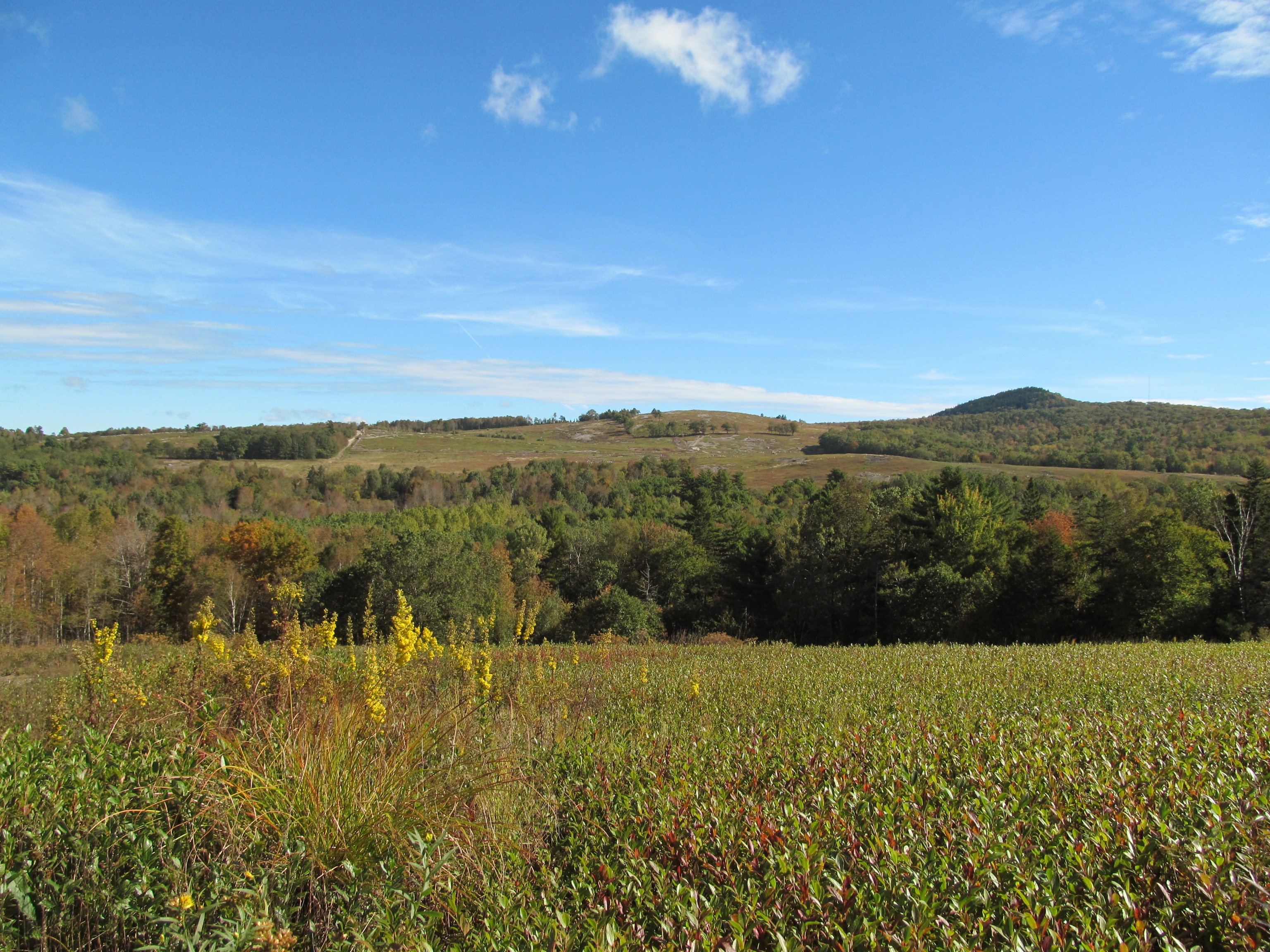 Bucksport blueberry field, forest conserved