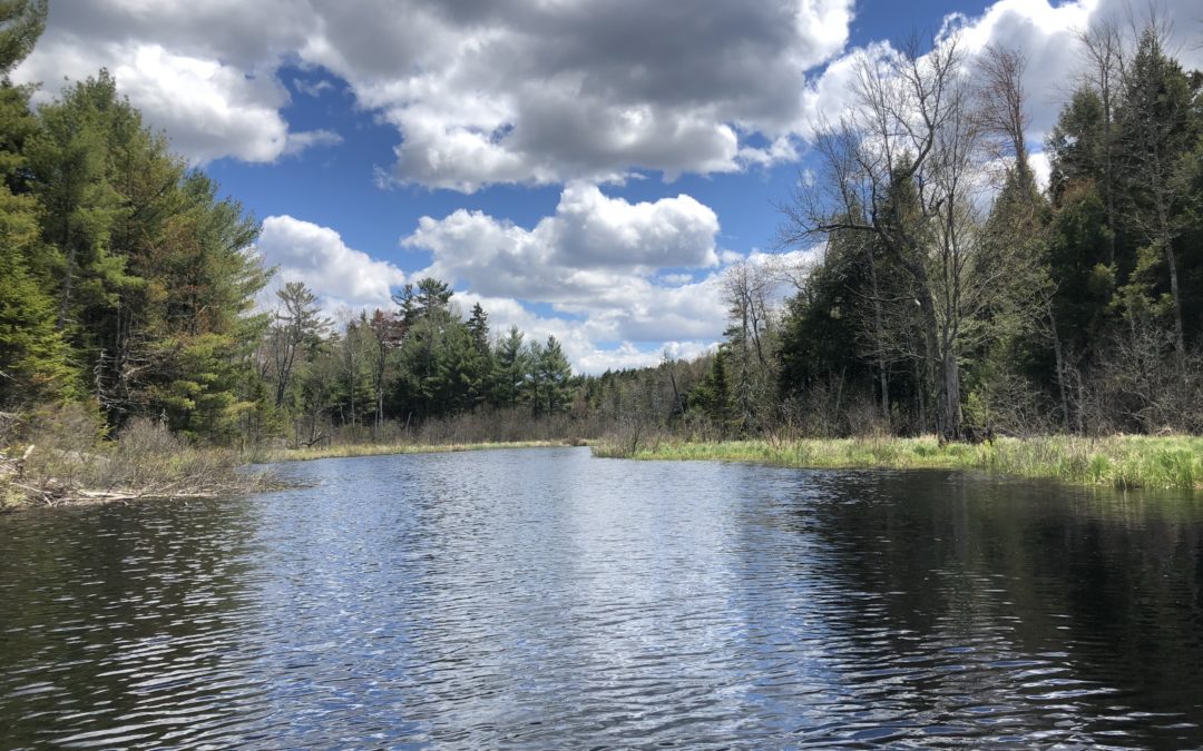 Springtime in the Wildlands