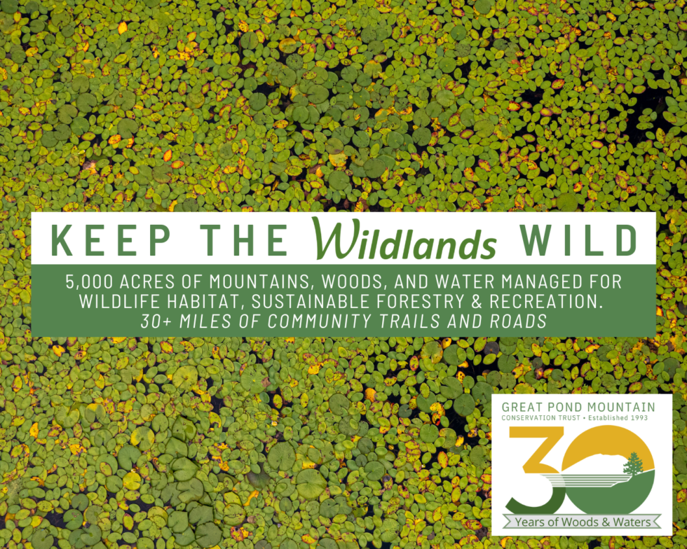 Keep The Wildlands Wild Summer Appeal Great Pond Mountain